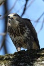 common buzzard (Buteo buteo) with prey mouse germany Royalty Free Stock Photo