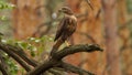 Common buzzard Buteo buteo Royalty Free Stock Photo