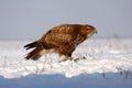 The common buzzard (Buteo buteo) sitting on the snow. Buzzard in winter Royalty Free Stock Photo