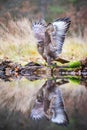 The Common Buzzard, Buteo buteo Royalty Free Stock Photo
