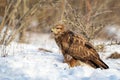 Common Buzzard Buteo buteo Standing in the Snow During Winter Close-up Royalty Free Stock Photo