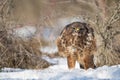 Common Buzzard Buteo buteo Standing in the Snow During Winter Close-up Royalty Free Stock Photo