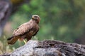 Common buzzard or Buteo buteo on a trunk Royalty Free Stock Photo