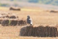 Common buzzard Buteo buteo, in the wild Royalty Free Stock Photo