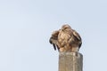 Common buzzard buteo buteo, in the wild Royalty Free Stock Photo