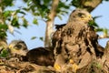 Common buzzard buteo buteo, in the wild Royalty Free Stock Photo