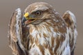 Common buzzard buteo buteo, in the wild. Close up Royalty Free Stock Photo