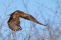 Common buzzard buteo buteo, in the wild Royalty Free Stock Photo