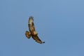 Common buzzard buteo buteo, in the wild Royalty Free Stock Photo