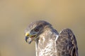 Common Buzzard Close-Up