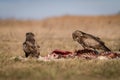 Common buzzard eating on a meadow Royalty Free Stock Photo