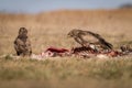 Common buzzard eating on a meadow Royalty Free Stock Photo