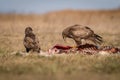 Common buzzard eating on a meadow Royalty Free Stock Photo
