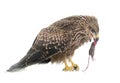 Common buzzard eating a mouse Royalty Free Stock Photo