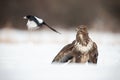 common buzzard and eurasian magpie on white glade