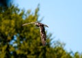 Common buzzard in flight