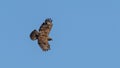 Common Buzzard in flight against the sky. Royalty Free Stock Photo