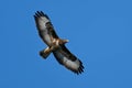 Common buzzard Buteo buteo in flight