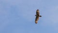 Common Buzzard flight. Buteo buteo.