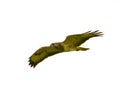 Common buzzard in flight Royalty Free Stock Photo