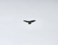 Common buzzard in flight Royalty Free Stock Photo