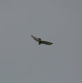 Common buzzard in flight Royalty Free Stock Photo