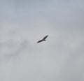 Common buzzard in flight Royalty Free Stock Photo