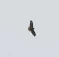 Common buzzard in flight