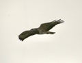 Common buzzard in flight