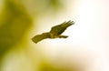 Common buzzard in flight Royalty Free Stock Photo