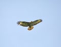 Common buzzard in flight