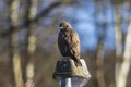 Common buzzard Buteo buteo