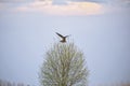 Common buzzard in flight over the top of tree