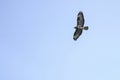 Common buzzard flying against a clear blue sky Royalty Free Stock Photo