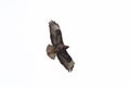 Common Buzzard Flying High Royalty Free Stock Photo