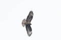 Common Buzzard Flying High Royalty Free Stock Photo