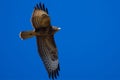 Common buzzard flying high in clear blue sky on a sunny day Royalty Free Stock Photo