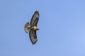 A Common Buzzard flying on a sunny day Royalty Free Stock Photo