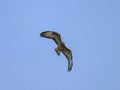 A Common Buzzard flying on a sunny day Royalty Free Stock Photo