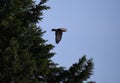 Common Buzzard flying with trees in the background and a blue sky Royalty Free Stock Photo