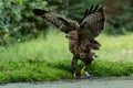 Common Buzzard in the forest of Noord Brabant in the Netherlands. Royalty Free Stock Photo