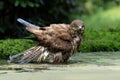 Common Buzzard in the forest of Noord Brabant in the Netherlands. Royalty Free Stock Photo