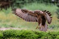 Common Buzzard in the forest of Noord Brabant in the Netherlands. Royalty Free Stock Photo