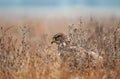 Common buzzard, hiding in a grass and waiting for mouse