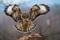 Common buzzard landing on branch in wintertime forest Royalty Free Stock Photo