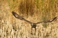 A Common Buzzard leaving the ground