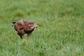 Common buzzard in the meadows Royalty Free Stock Photo