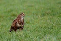 Common buzzard in the meadows Royalty Free Stock Photo