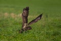 Common buzzard in the meadows Royalty Free Stock Photo
