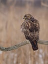 Common Buzzard - MÃÂ¤usebussard - Buteo buteo Royalty Free Stock Photo